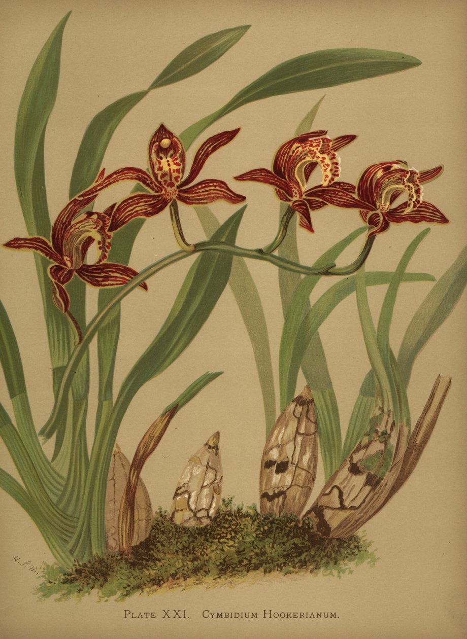 الأوركيد Cymbidium الأوركيد بواسطة غير معروف