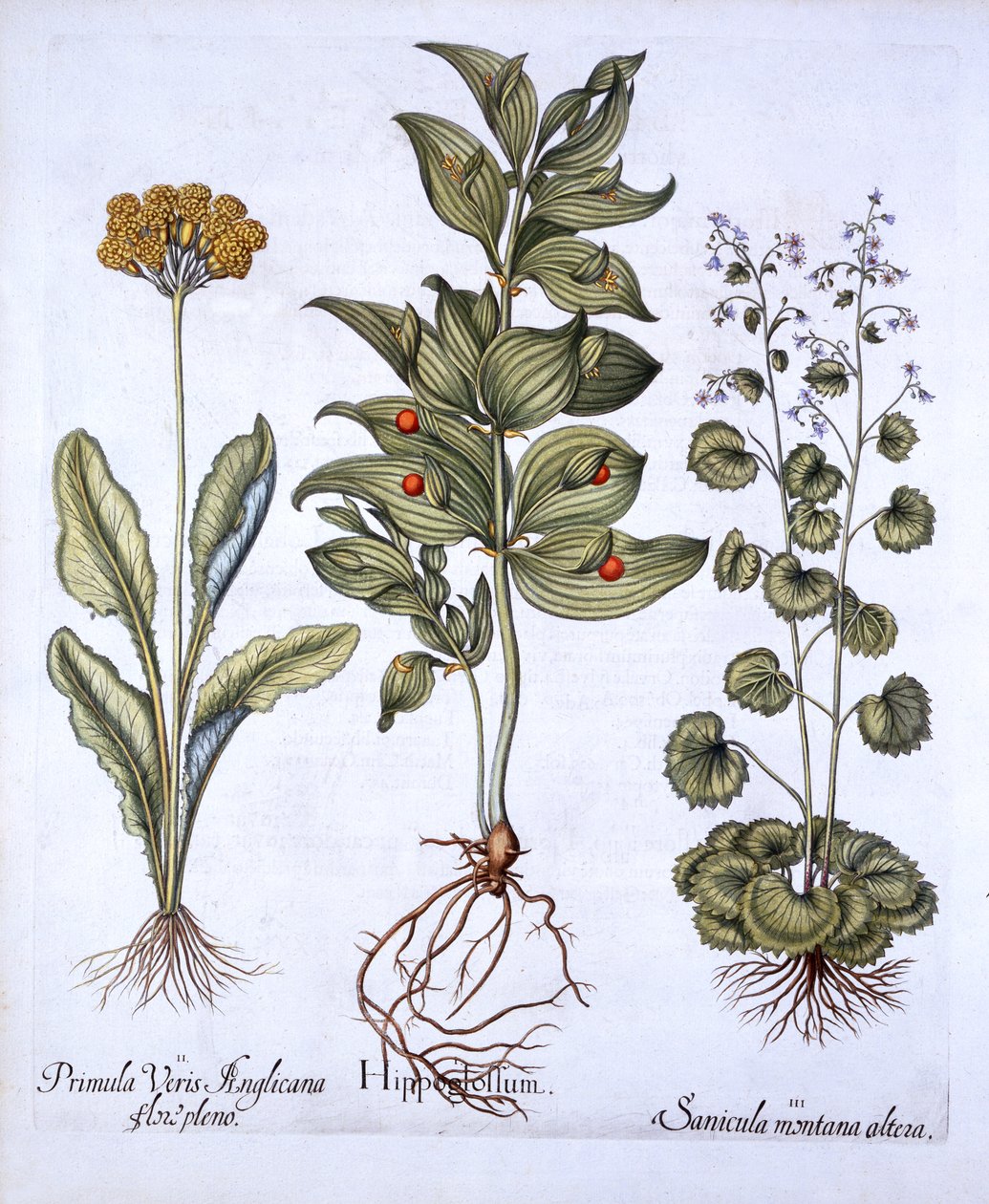 Hippoglossum ، Cowslip و SanicleSnakeroot ، من Hortus Eystettensis ، بقلم Basil Besler (1561-1629) ، حانة. 1613 (نقش يدوي) بواسطة المدرسة الألمانية