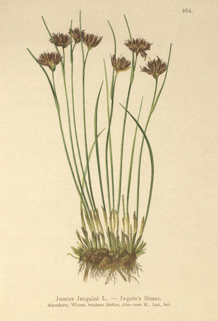جاكوينس راش (Juncus Jacquini) بواسطة المدرسة الألمانية