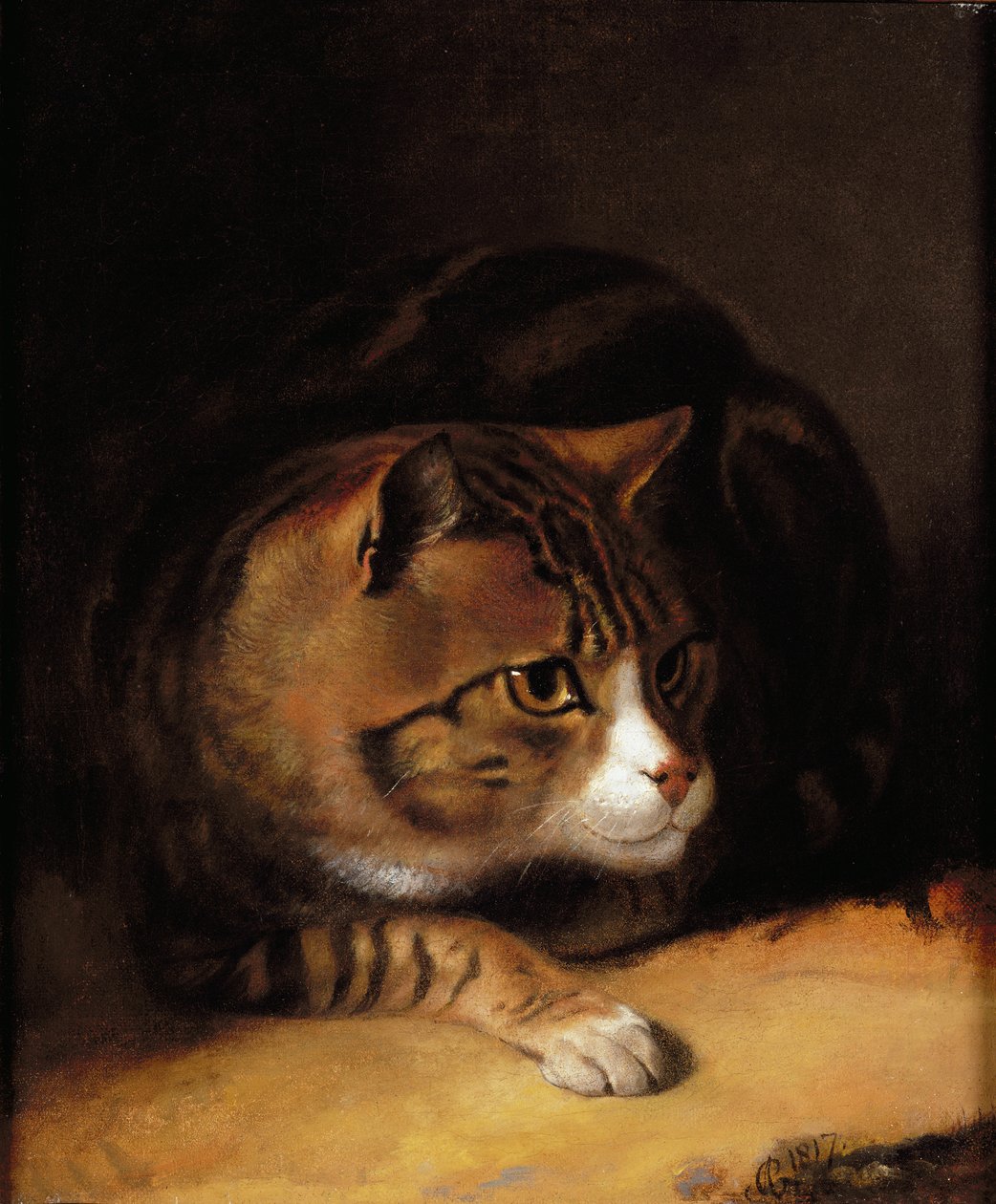 A Tabby Cat بواسطة ابراهام كوبر