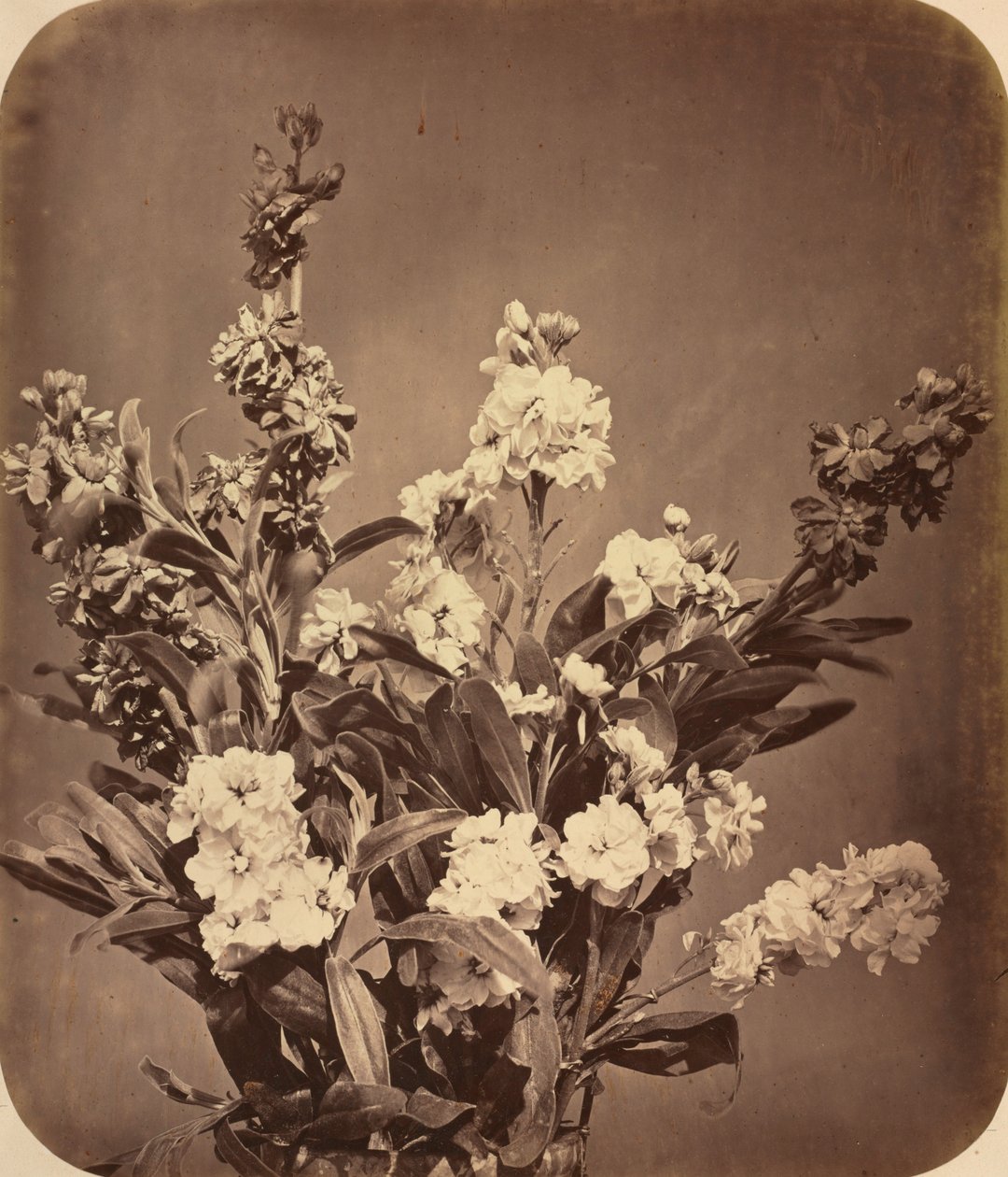 باقة ج. 1855. بواسطة أدولف براون