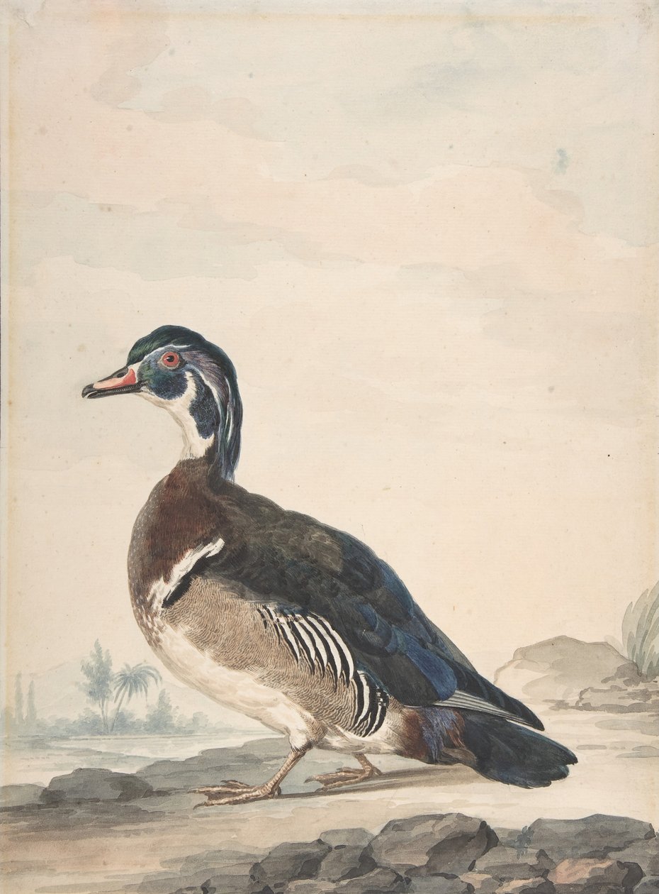 بطة ، 1725-1792. بواسطة عيرت شومان