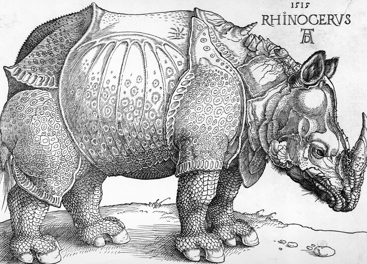 Rhinoceros بواسطة ألبريشت دورر