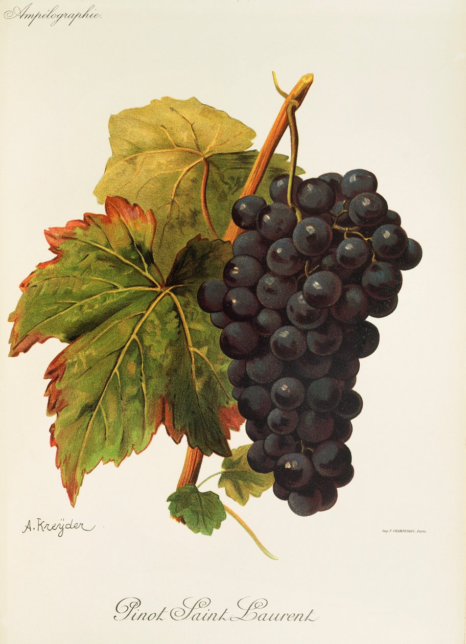 عنب Pinot Saint Laurent بواسطة A. Kreyder بواسطة الكسيس كريدر
