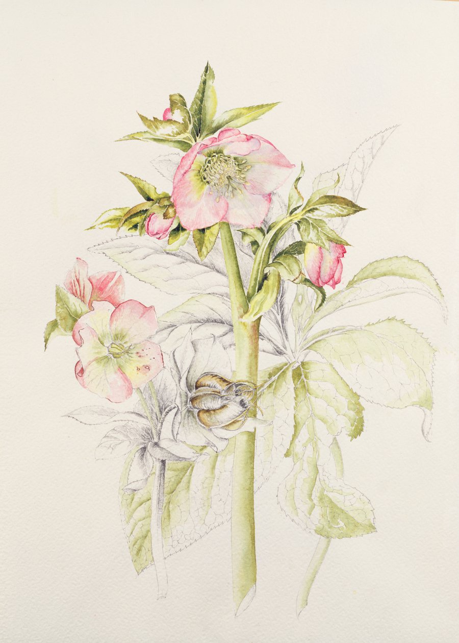 Hellebores بواسطة أليسون كوبر