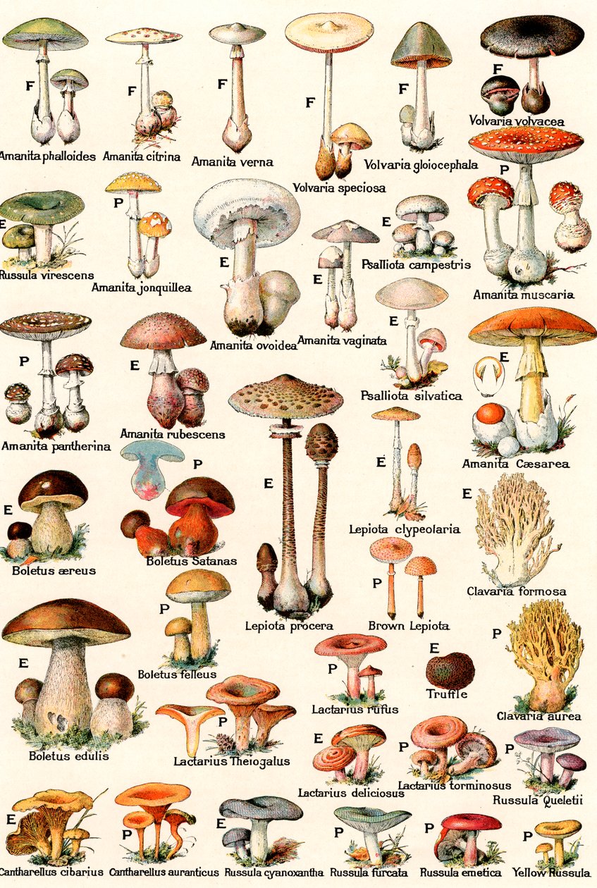 Edible and Poisonous Mushrooms بواسطة المدرسة الأمريكية