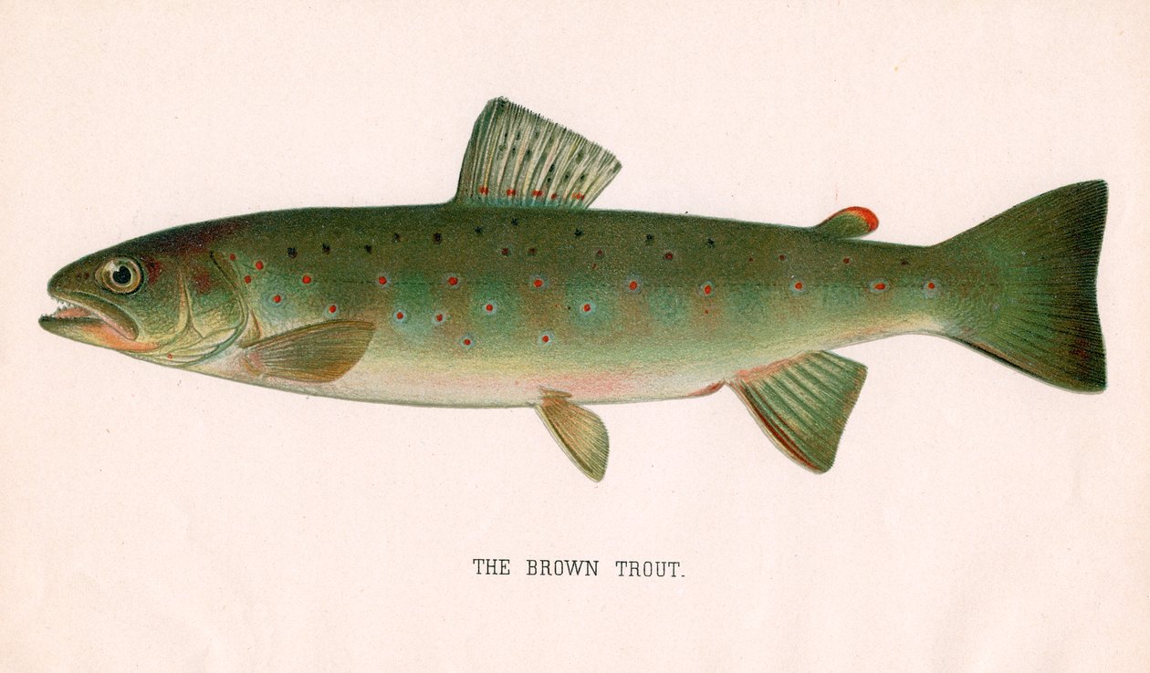 The Brown Trout بواسطة المدرسة الأمريكية