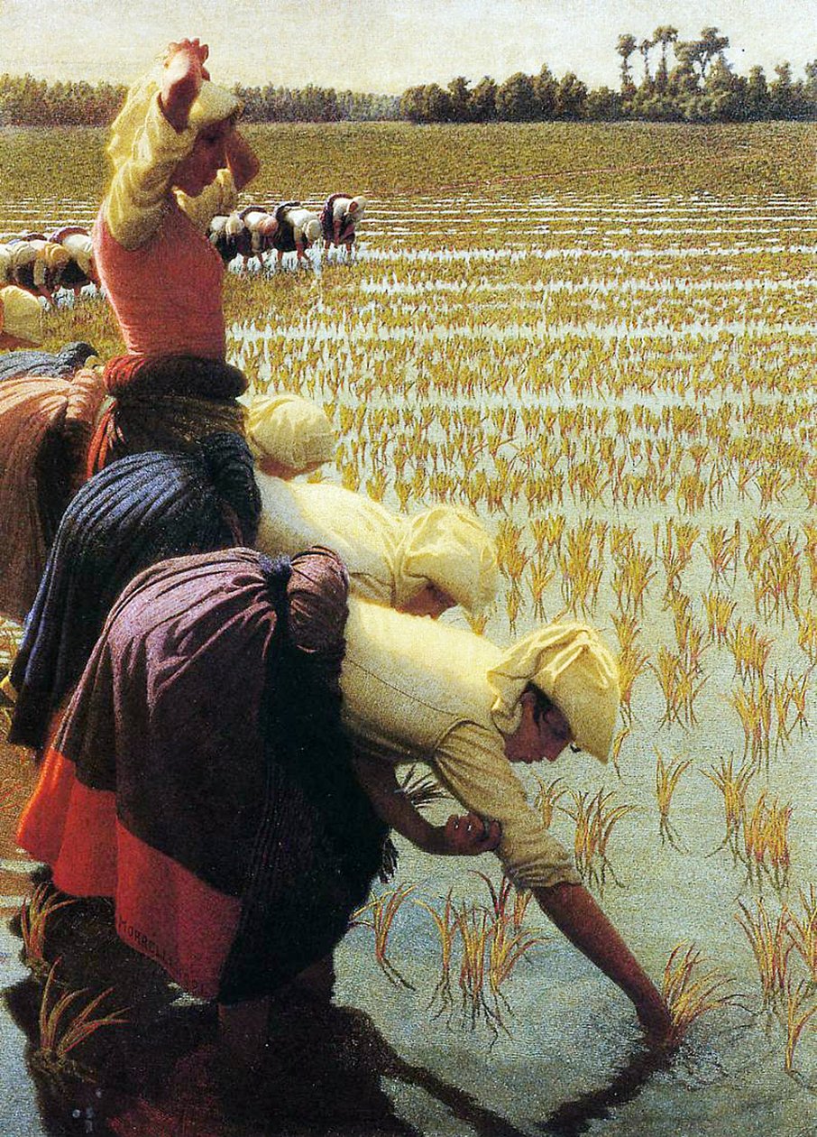 حقل أرز إيطالي ، 1901 بواسطة أنجيلو موربيلي