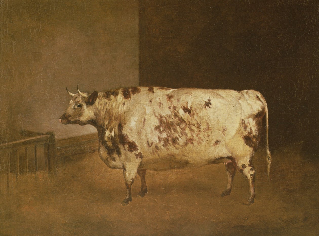 بقرة شورثورن ، c.1850 بواسطة غير معروف غير معروف
