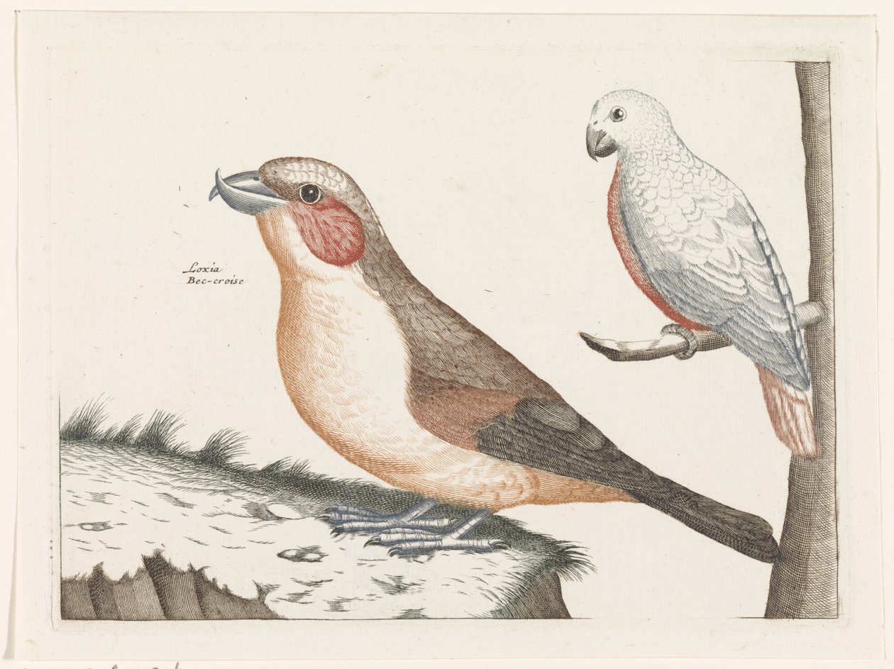 Crossbill والطائر الأبيض بواسطة مجهول