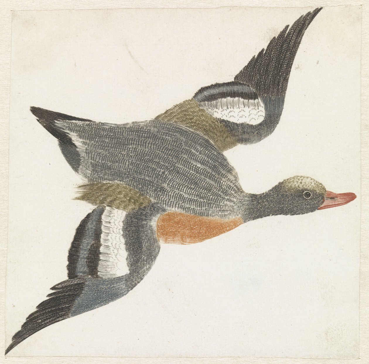 Wigeon تطير إلى اليمين بواسطة مجهول