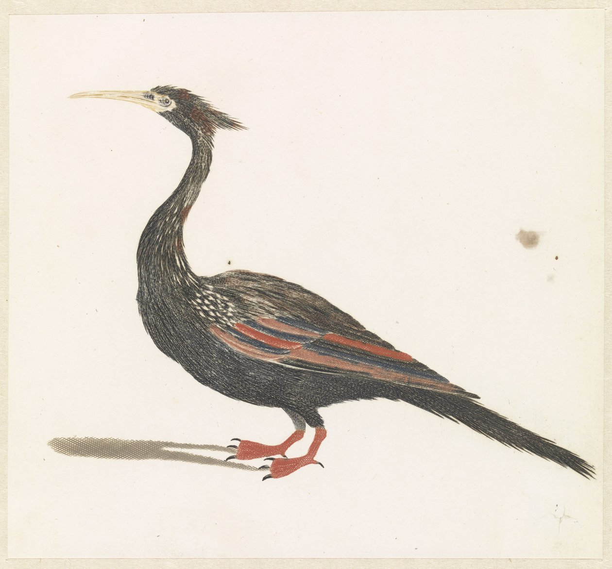 Slangenhalsvogel بواسطة مجهول