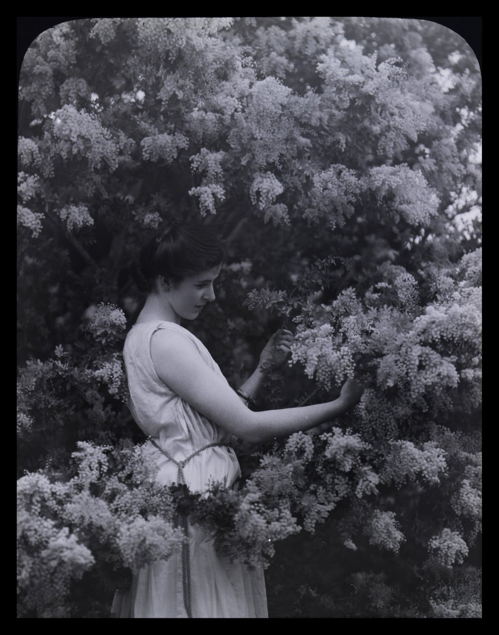 Cootamundra Wattle بواسطة أرشيبالد جيمس كامبل