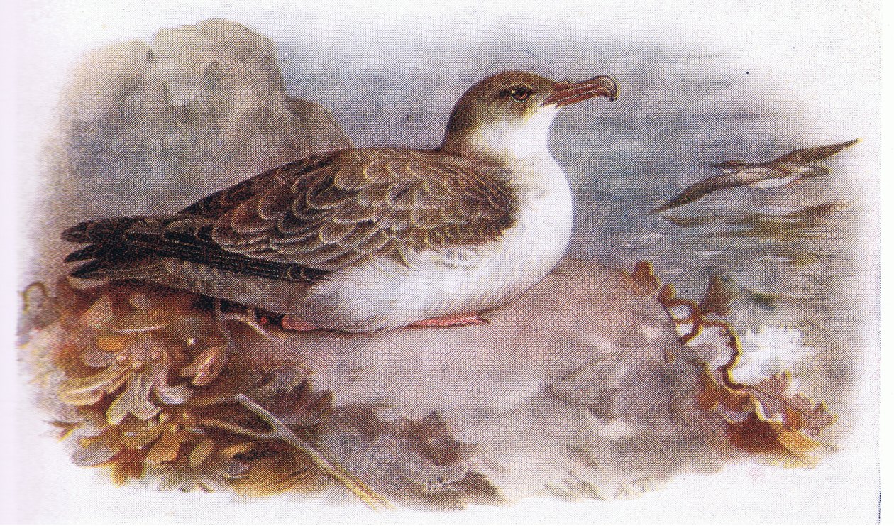 Shearwater العظمى بواسطة أرشيبالد ثوربورن