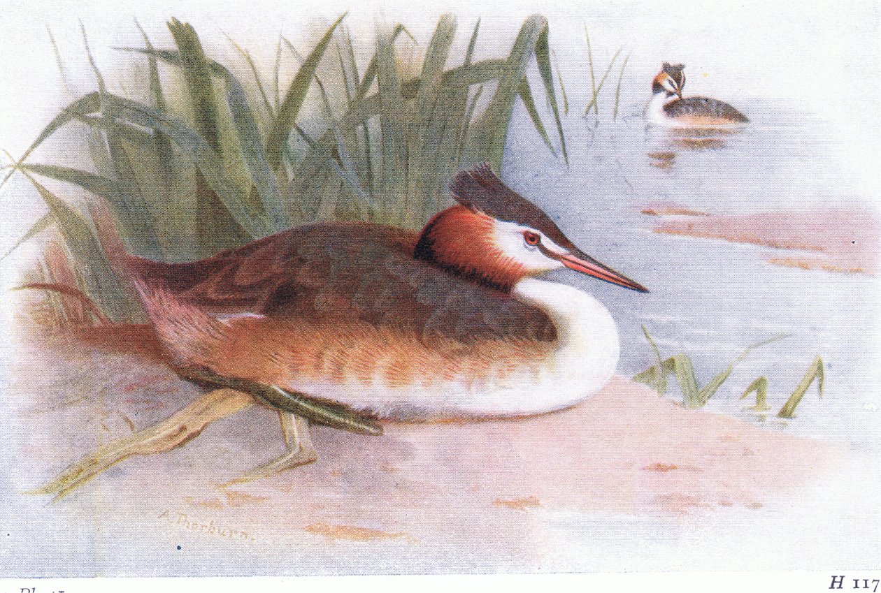 العظمى متوج Grebe بواسطة أرشيبالد ثوربورن