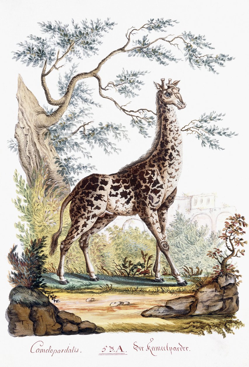 الزرافة ، 1794 بواسطة المدرسة النمساوية