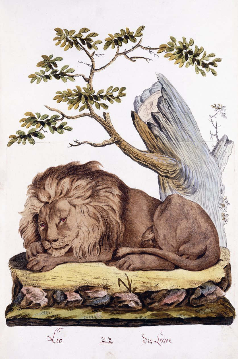الأسد ، 1794 بواسطة المدرسة النمساوية