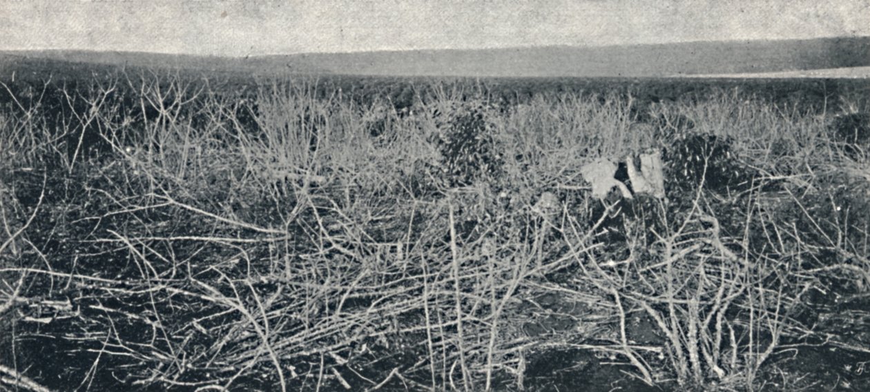 مزارع الكسافا ، 1895 بواسطة أكسل فريك