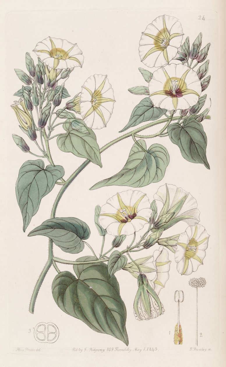Merumbia umbellata بواسطة سجل نباتي
