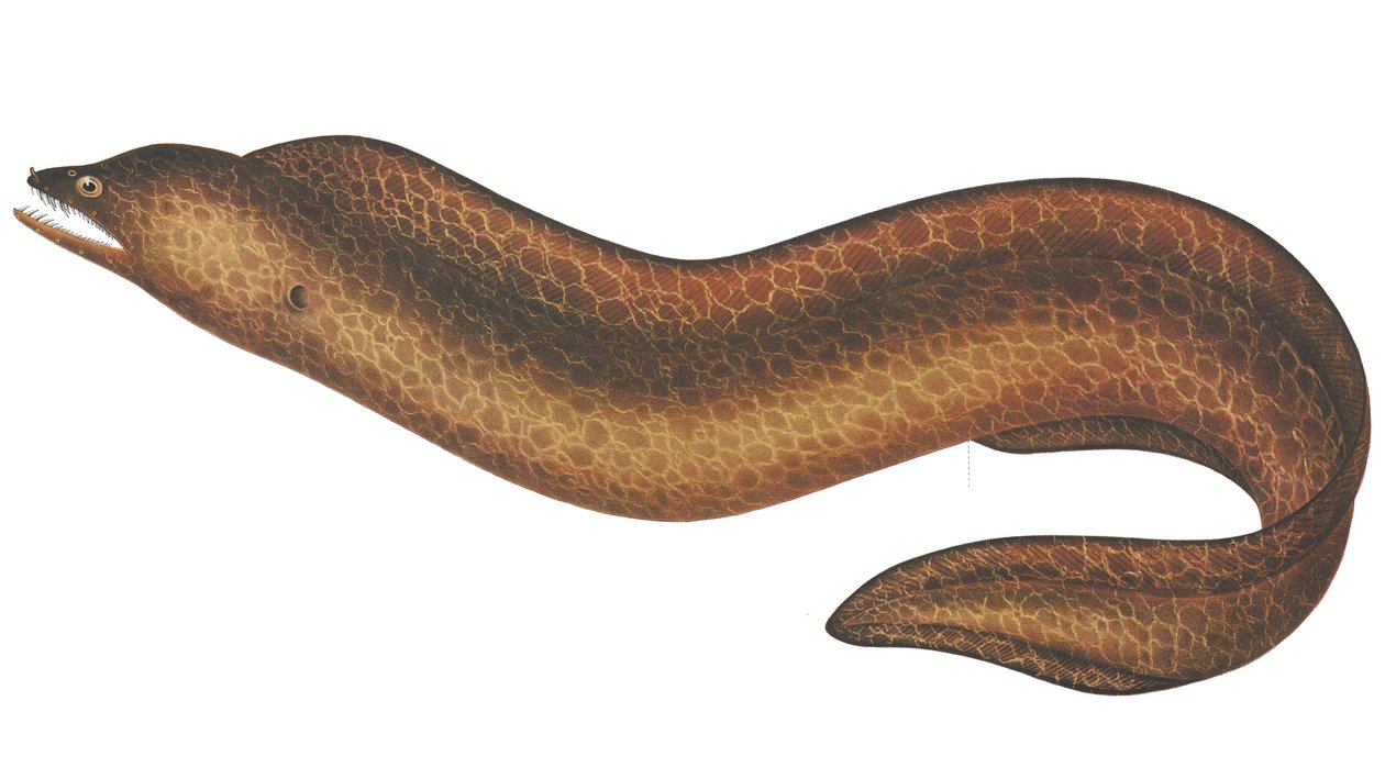 Muraena pseudothyrsoidea بواسطة CW Mieling