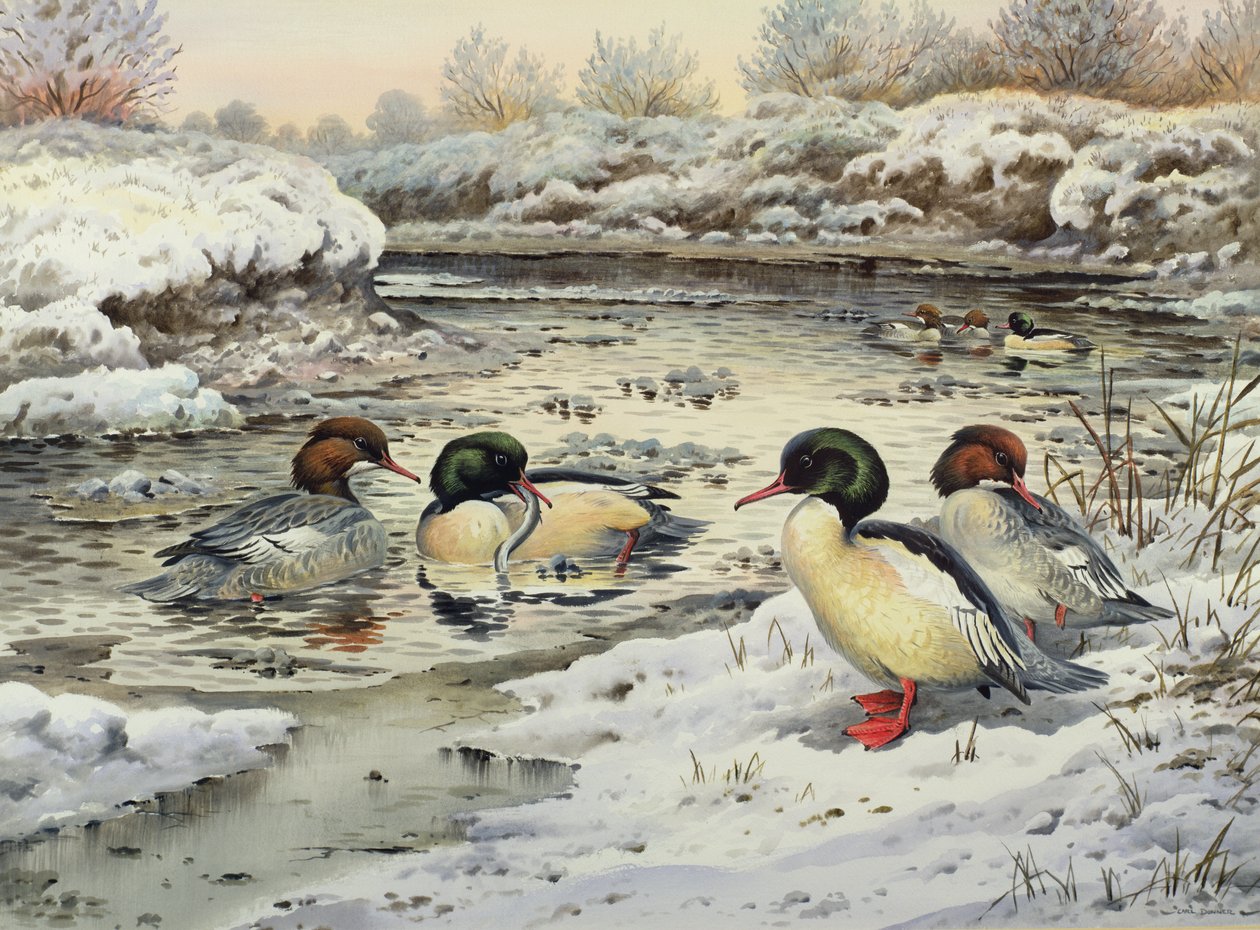 Goosanders بواسطة كارل دونر
