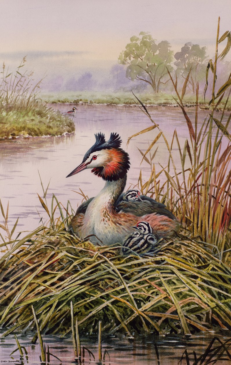 Grebes متوج العظمى بواسطة كارل دونر