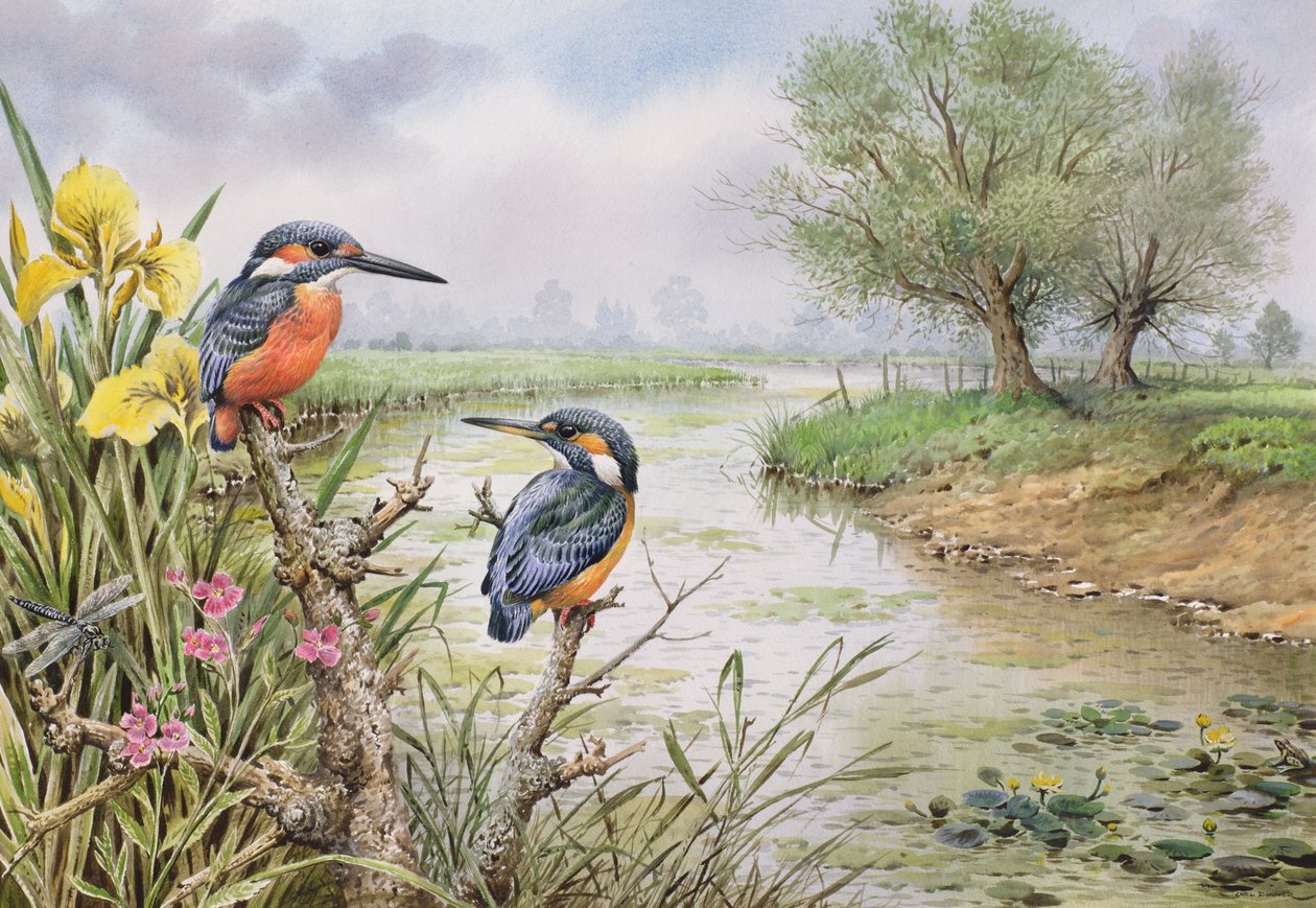 Kingfishers على ضفة النهر بواسطة كارل دونر