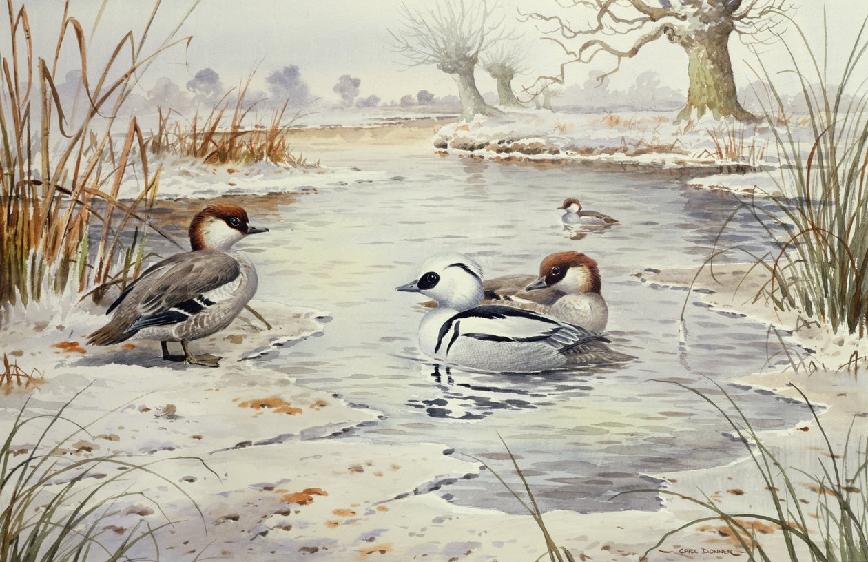 Smew (مرحاض) بواسطة كارل دونر