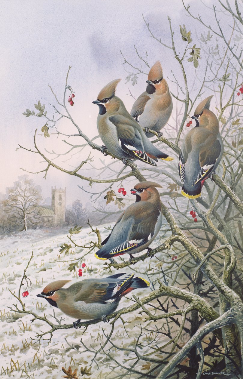 Waxwings بواسطة كارل دونر