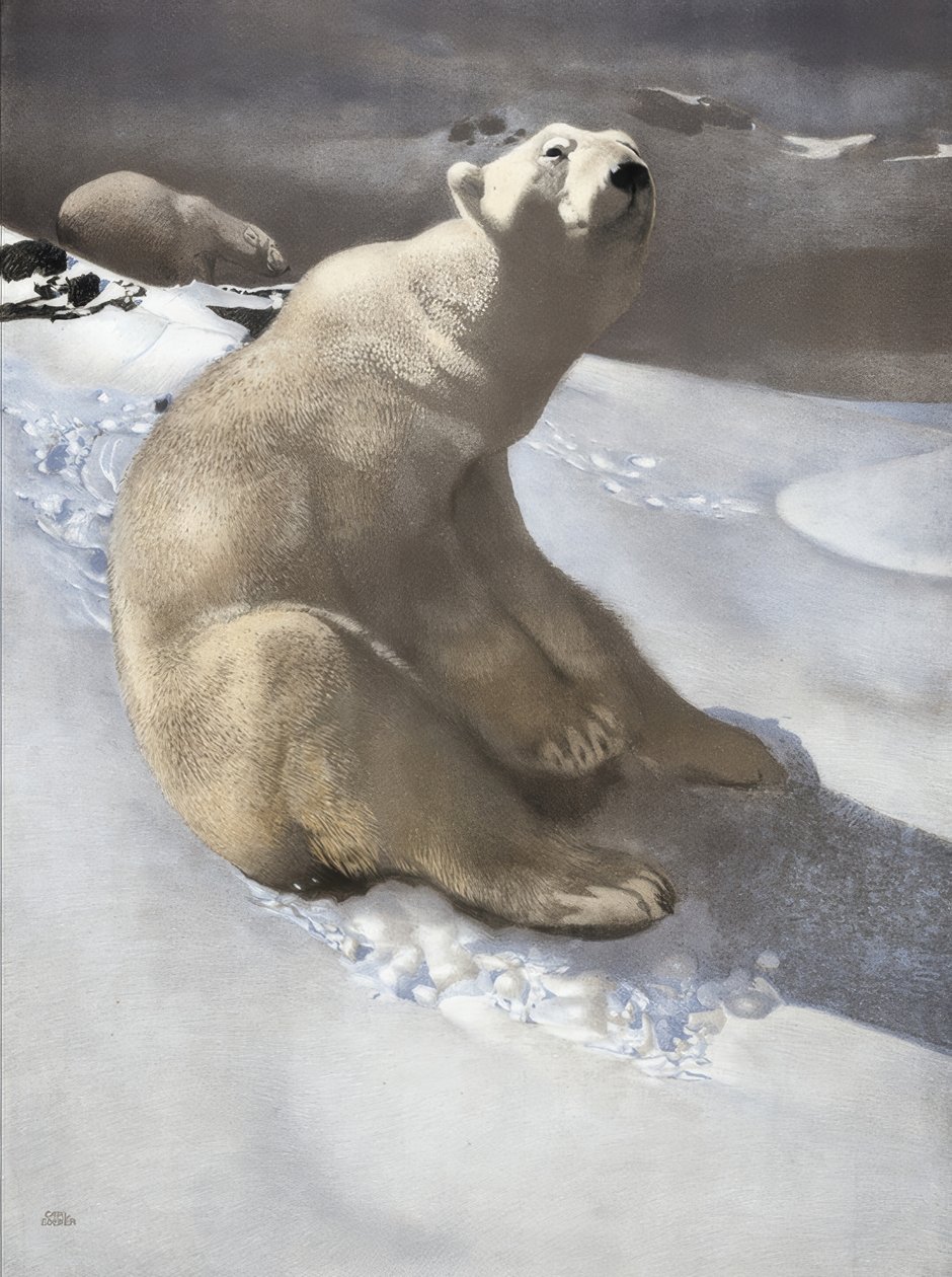 Icebear بواسطة كارل إيدير