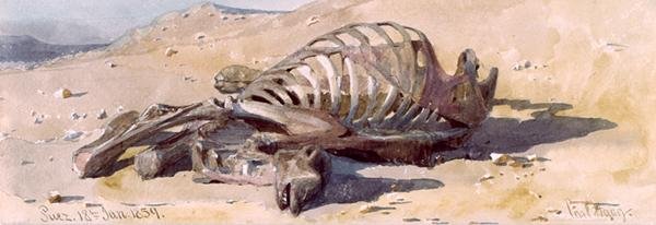 عظام الجمل بالسويس بواسطة كارل هاج