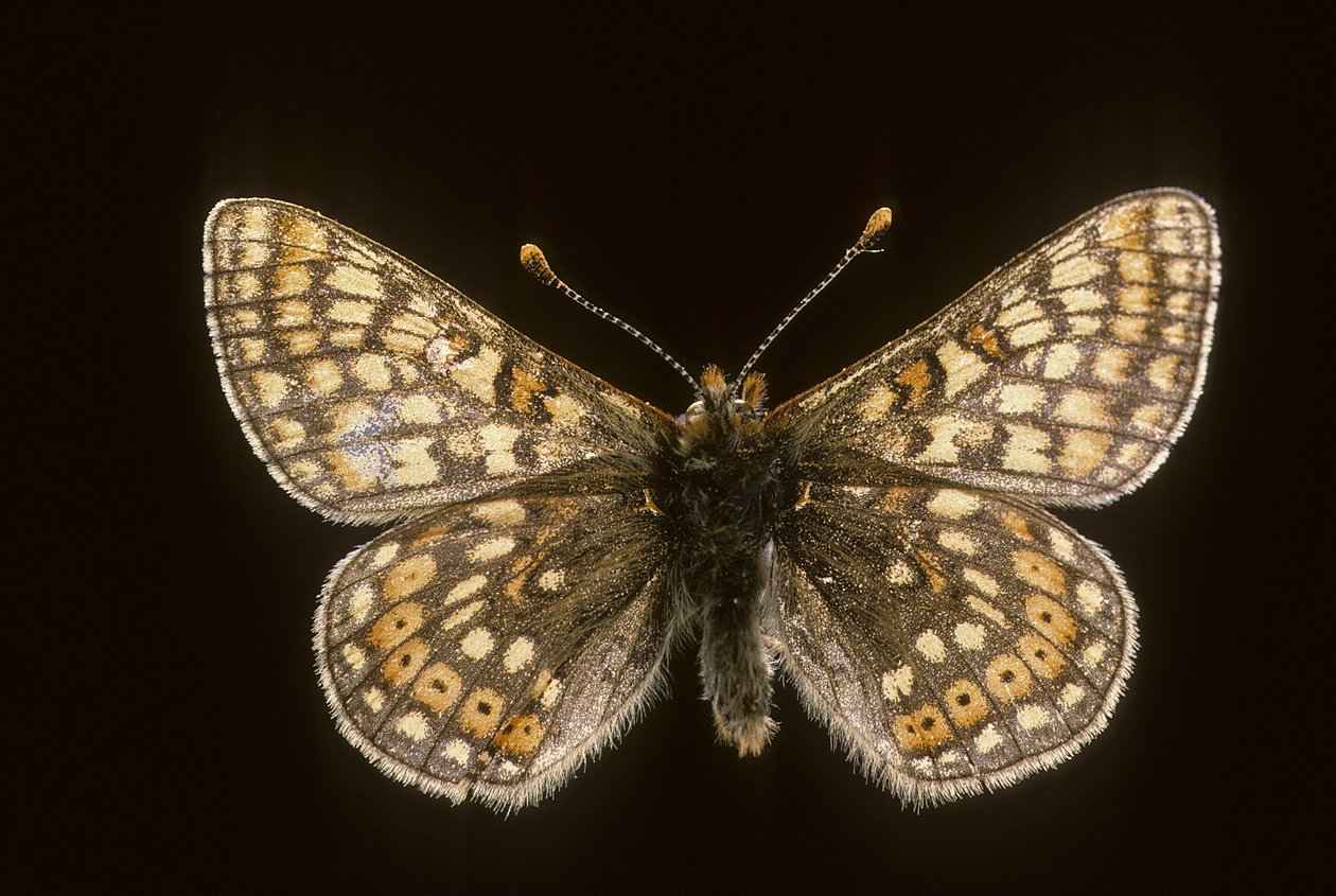 Euradryas aurinia بواسطة تشارلز هنري جوزيف ليكيرت