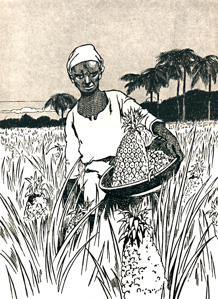 جمع الأناناس ، 1912 بواسطة تشارلز روبنسون