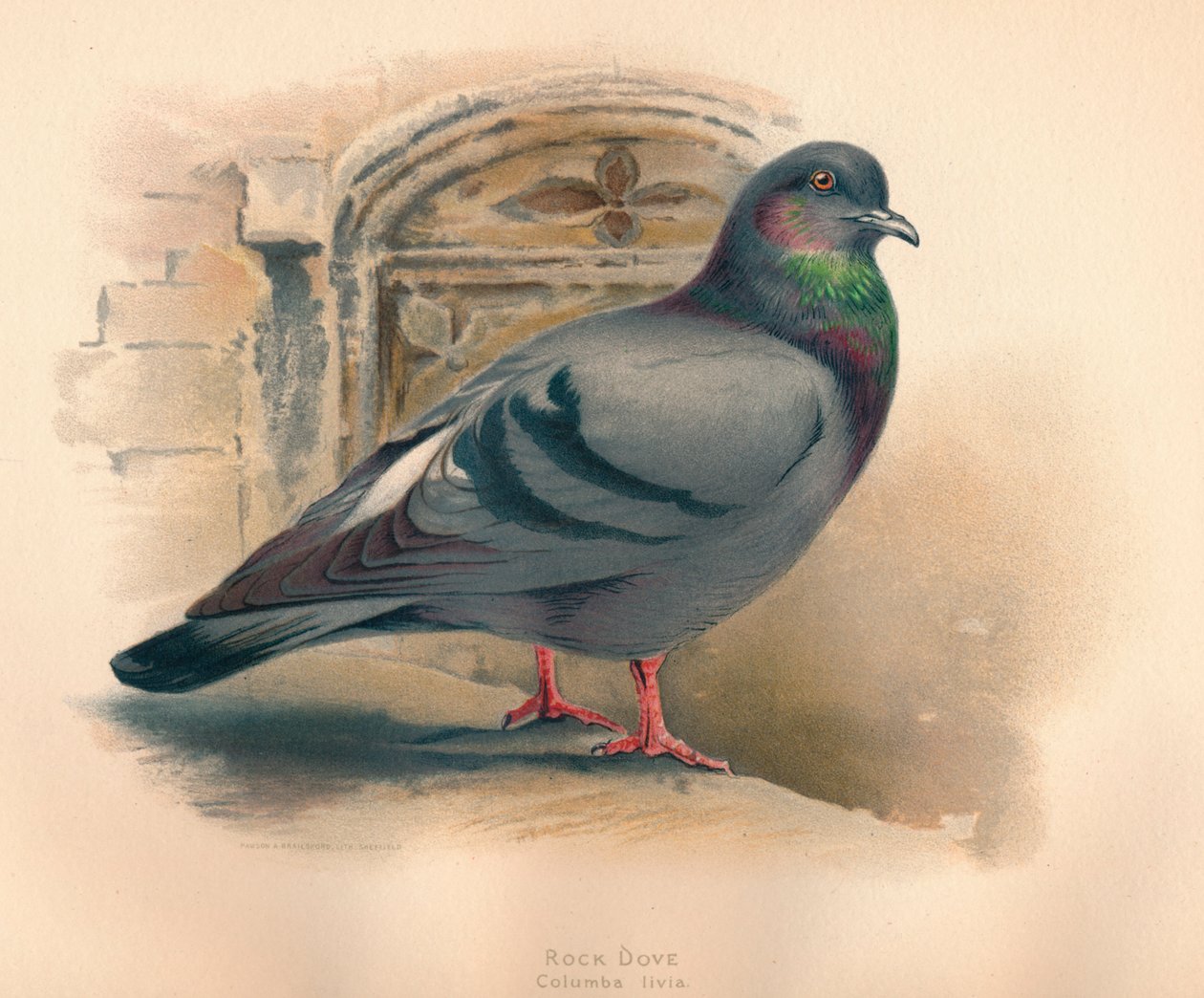 Rock Dove Columba livia ، c1900 ، 1900 بواسطة تشارلز ويمبر