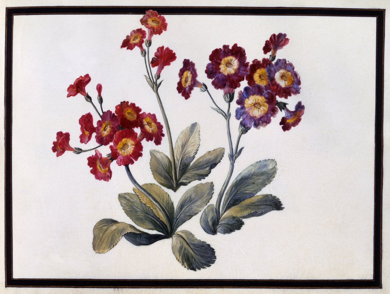 Auricula ، ج .1690 بواسطة كلود اوبريت