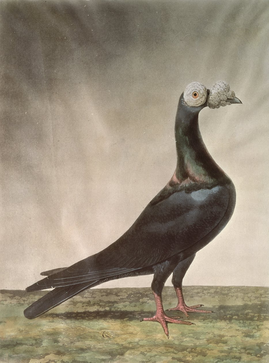 صورة الحمام الزاجل بواسطة D. Wolsenholme