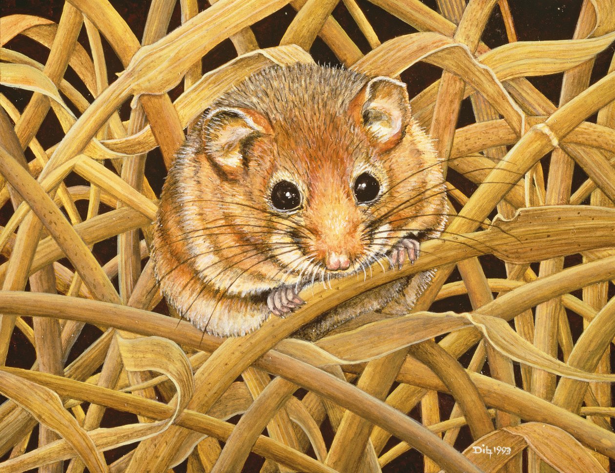 Edorm Dormouse ، 1993 بواسطة ديتز