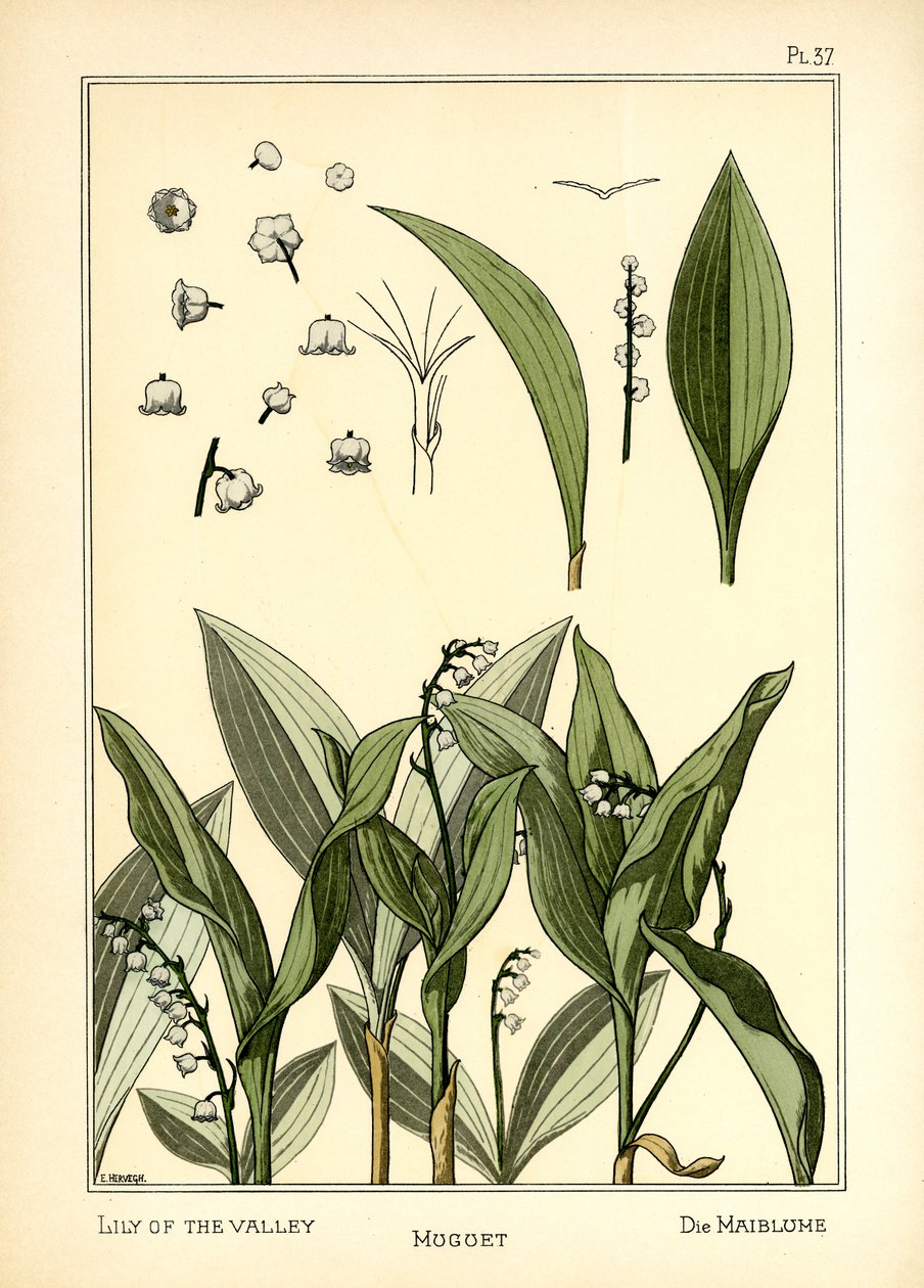 زنبق الوادي بواسطة E. Hervegh