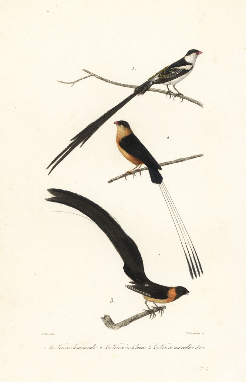 طيور Whydah. بواسطة Edouard (بعد) Travies