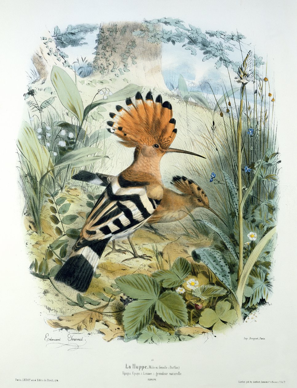 Hoopoe (Upupa Epops) بواسطة إدوارد ترافيس