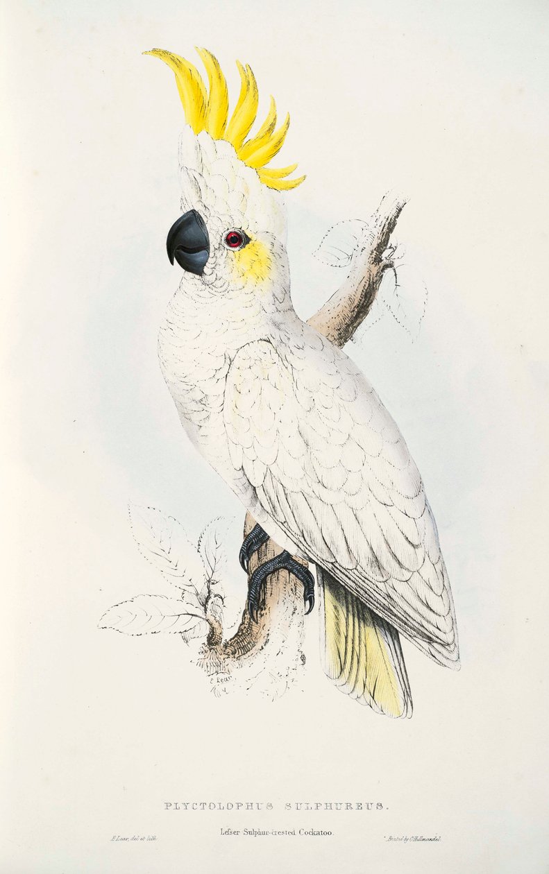 Cacatua sulphurea بواسطة إدوارد لير