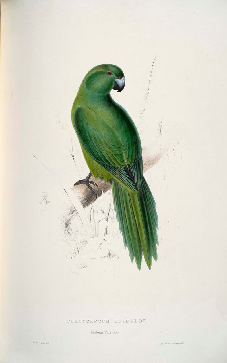 Cyanoramphus unicolor بواسطة إدوارد لير