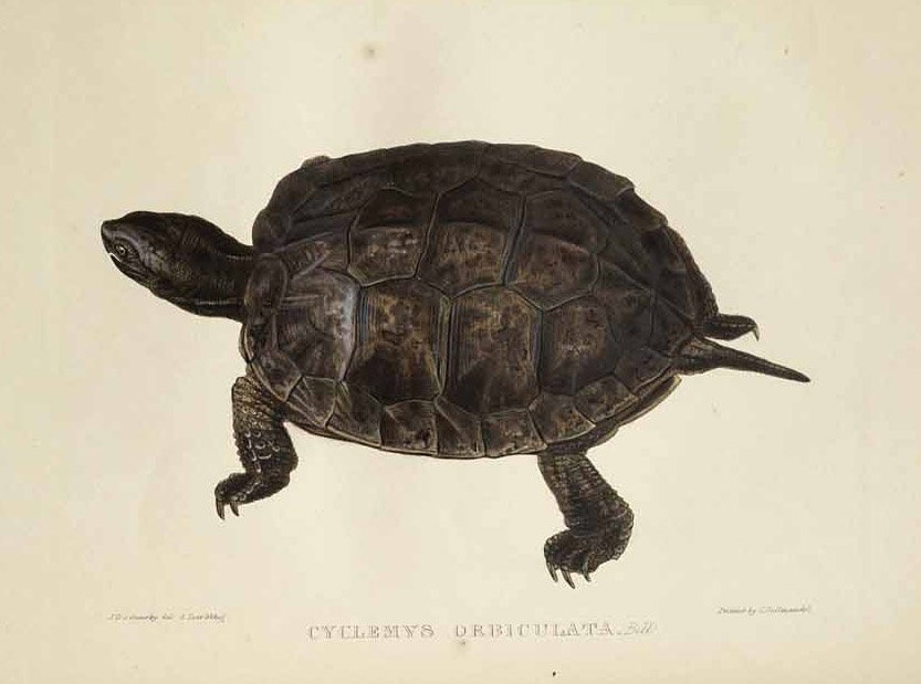 Cyclemys orbiculata بواسطة إدوارد لير