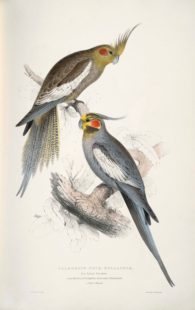 Nymphicus hollandicus بواسطة إدوارد لير