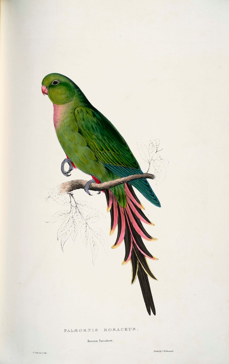 Polytelis alexandrae بواسطة إدوارد لير