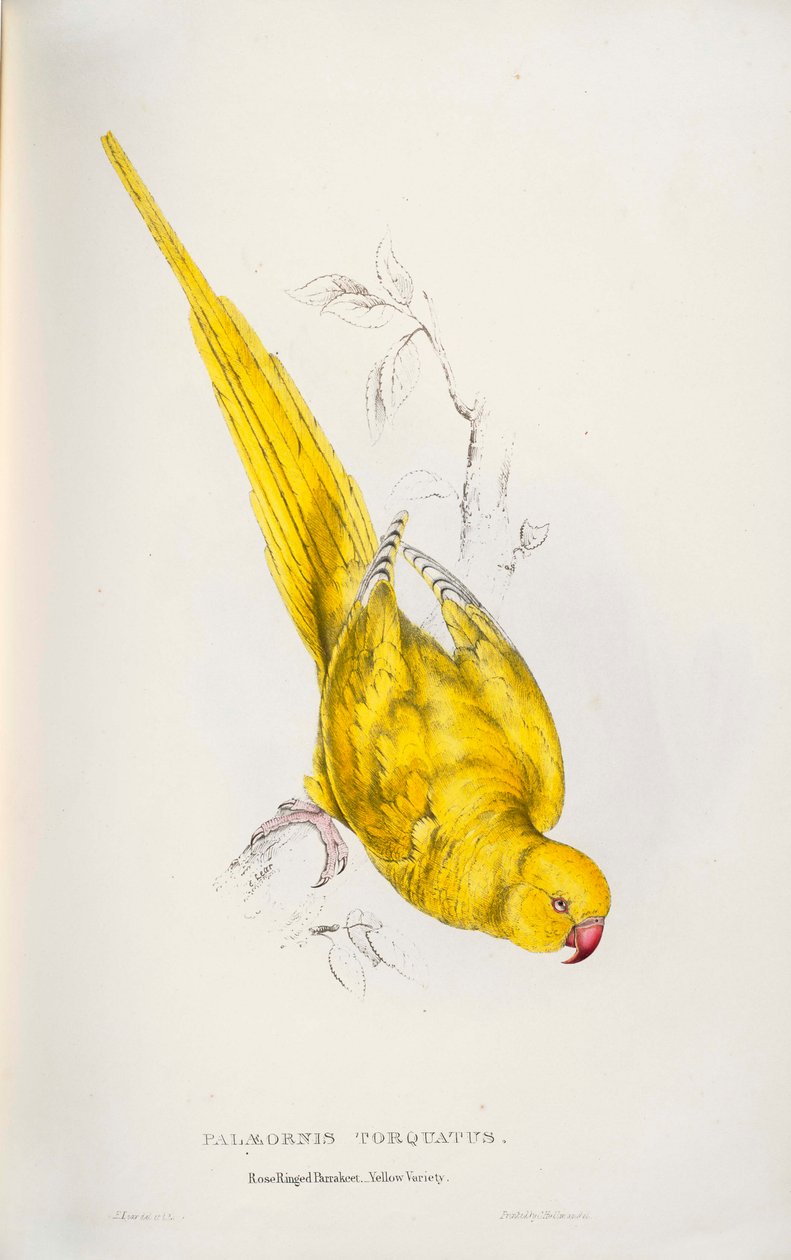 Psittacula krameri بواسطة إدوارد لير