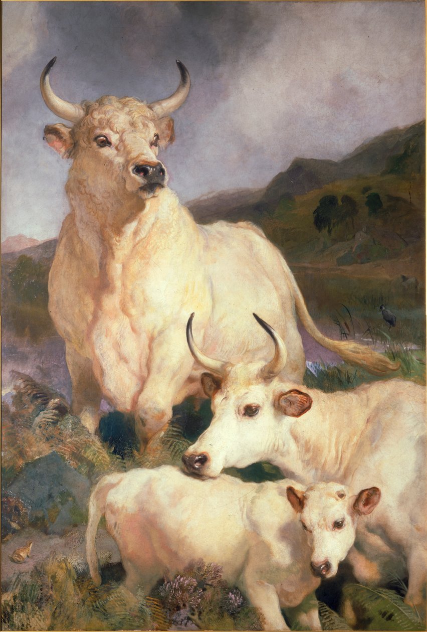 الماشية البرية في شيلينجهام ، نورثمبرلاند ، c.1867 بواسطة إدوين لاندسير