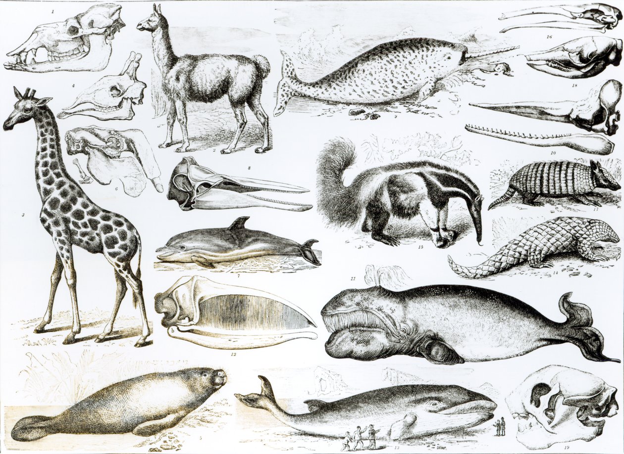 Cetacea Edentata بواسطة مدرسة اللغة الإنجليزية