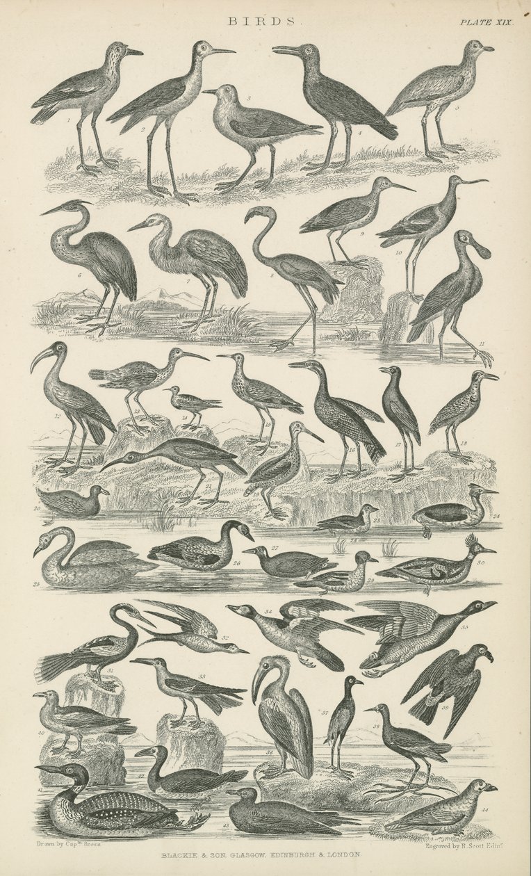 Birds (engraving) بواسطة مدرسة اللغة الإنجليزية