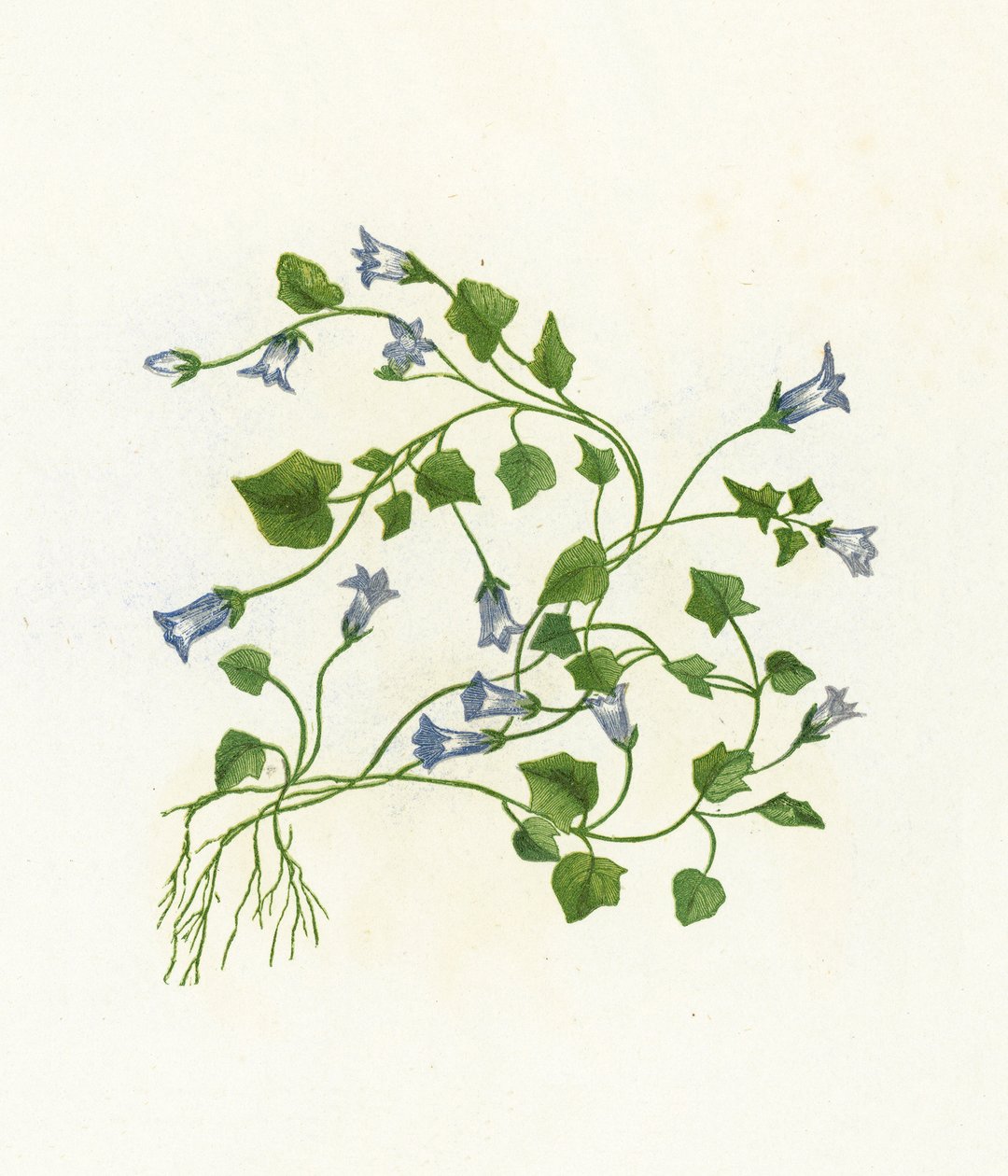 زهرة الجرس اللبلابية ، Campanula Hederacea بواسطة مدرسة اللغة الإنجليزية